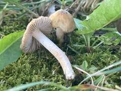 Inocybe albodisca