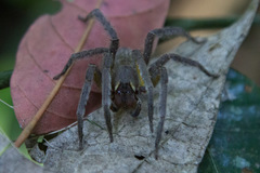 Phoneutria boliviensis