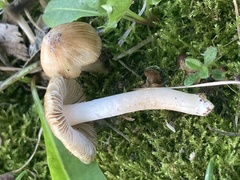 Inocybe albodisca