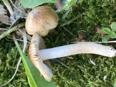 Inocybe albodisca