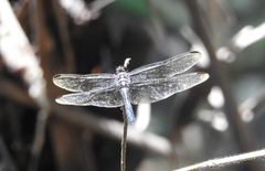 Orthemis garrisoni