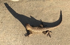 Sceloporus occidentalis