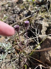 Erigeron humilis
