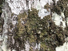 Melanohalea halei image