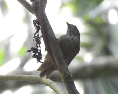 Epinecrophylla fulviventris