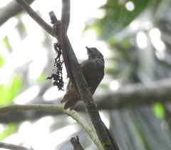 Epinecrophylla fulviventris