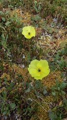 Papaver radicatum