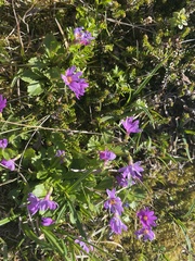 Primula cuneifolia