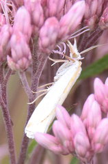 Crambus girardellus