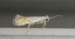 Phyllonorycter clemensella