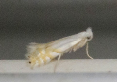 Phyllonorycter clemensella