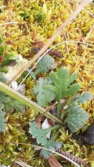 Papaver radicatum