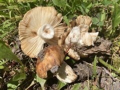Russula pectinatoides