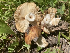 Russula pectinatoides