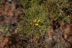 Petrophile striata