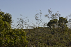Eucalyptus pendens
