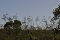 Eucalyptus pendens