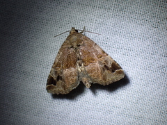 Niphonyx segregata