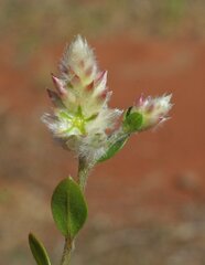 Ptilotus chamaecladus