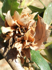 Hyperaspis quadrioculata