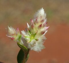 Ptilotus chamaecladus