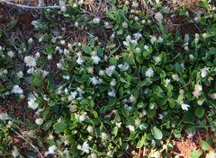 Ptilotus chamaecladus