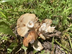 Russula pectinatoides