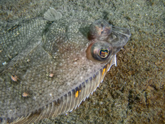 Citharichthys sordidus