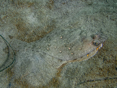 Citharichthys sordidus