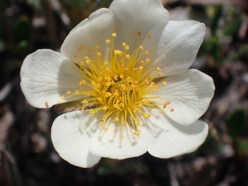 Hooker's eight-petal mountain-avens (Dryas hookeriana)