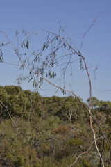 Eucalyptus pendens