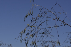 Eucalyptus pendens