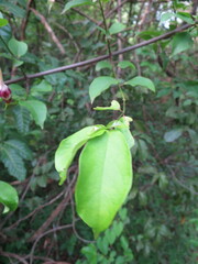 Strophanthus sarmentosus