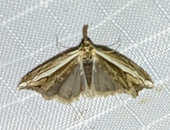 Raphiptera argillaceellus