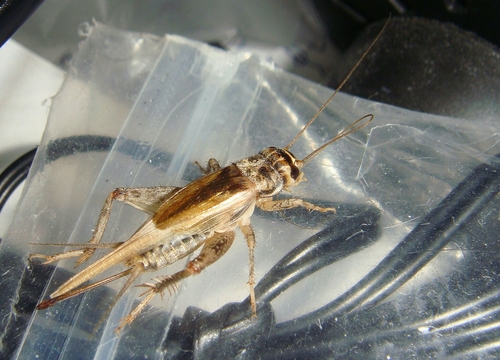 House Cricket photo 4