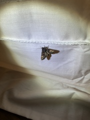 Euplexia