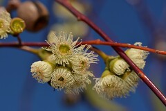 Eucalyptus pendens