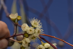 Eucalyptus pendens