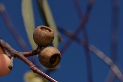 Eucalyptus pendens