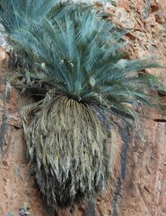 Macrozamia macdonnellii