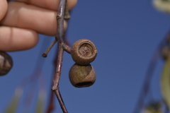 Eucalyptus pendens