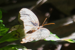 Haetera piera