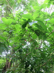 Pouteria alnifolia