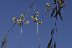 Eucalyptus pendens
