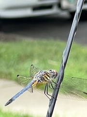 Pachydiplax longipennis