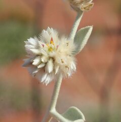 Ptilotus astrolasius