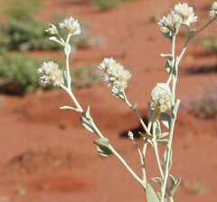 Ptilotus astrolasius