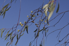 Eucalyptus pendens