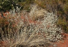 Ptilotus astrolasius