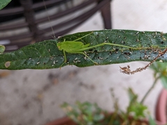 Phaneroptera nana